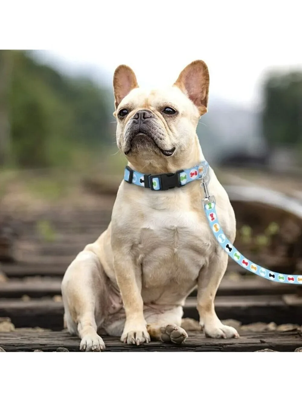 Dog walking Collar and Leash Set Small Medium Dog SIZE MEDIUM